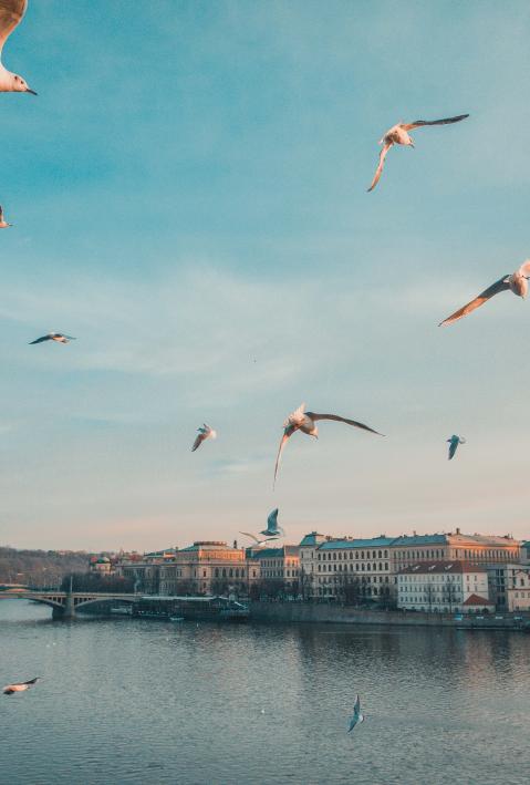 Skyline einer europ&auml;ischen Hafenstadt. Im Vordergrund fliegt ein Schwarm M&ouml;wen.