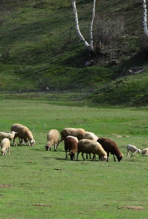 Sheep and a woman on a field eating grass in Albania
