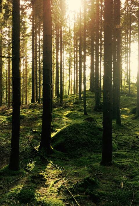 Bild Wald