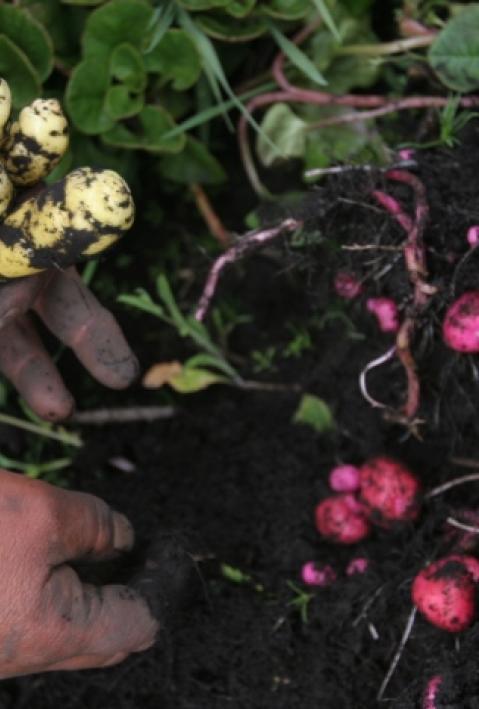 Uploads - Projekte - Bilder: FI-022_Haupt.JPG