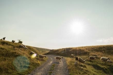 A group of sheep is running over a street. 