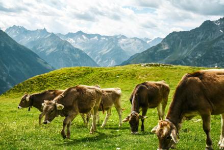 A herd of cattle graze in a lush pasture with mountains in the background.