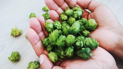two hand palms full of green hop cones