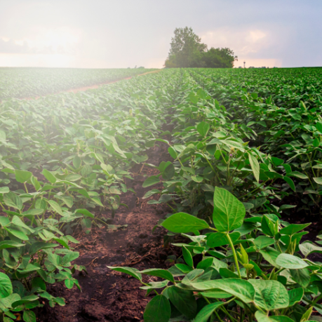 View on a green crop field in Malawi