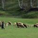 Sheep and a woman on a field eating grass in Albania