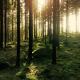 Bild Wald